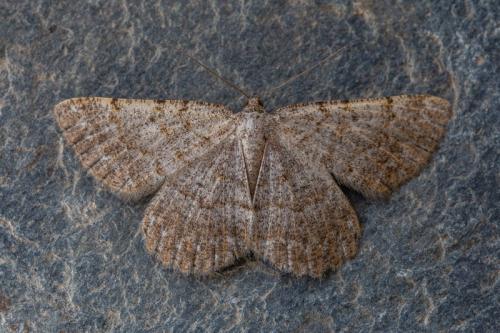 Gnophos perspersata